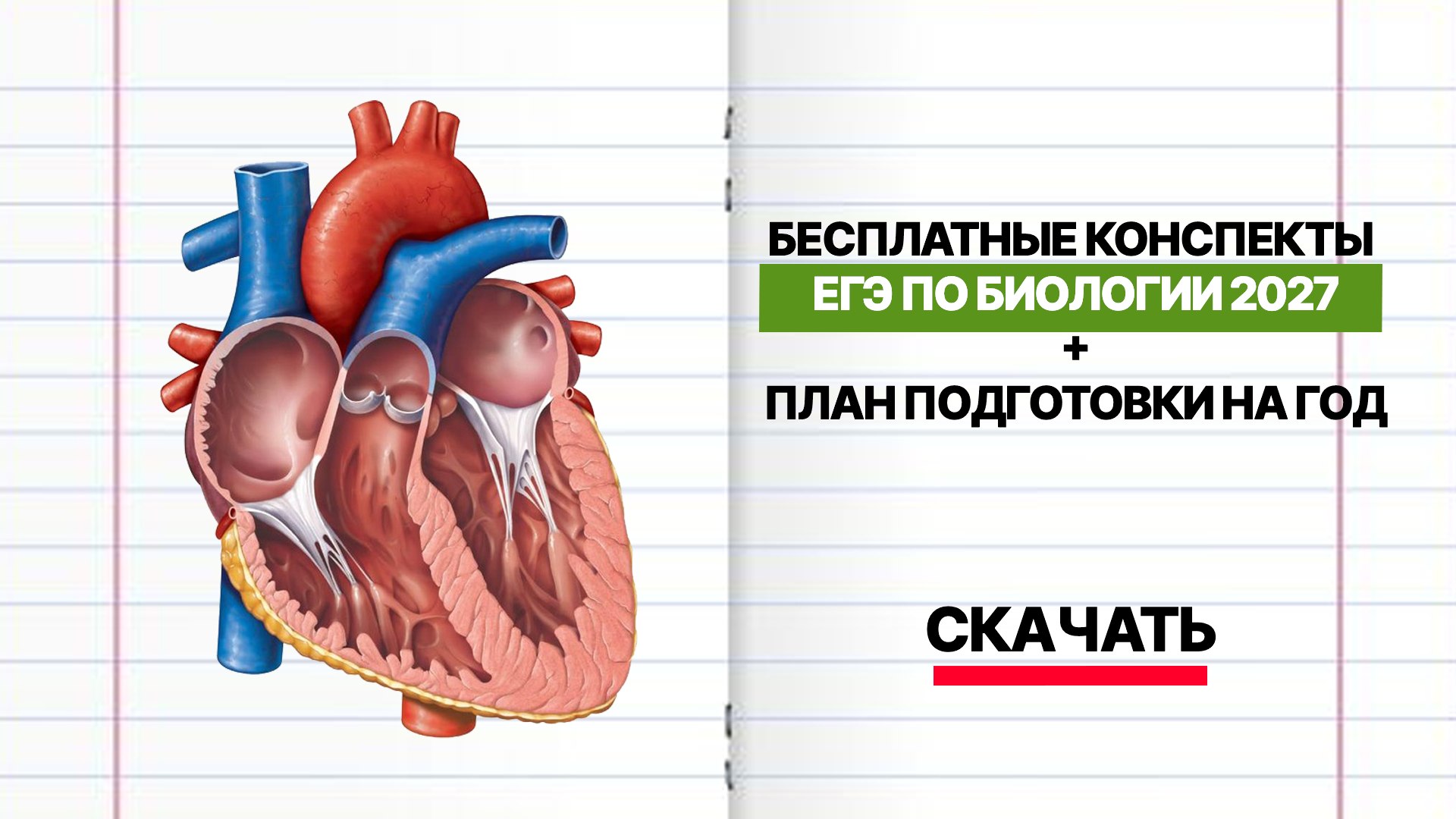 Тамерлан Харди и Артур Вайнберг | Биология ЕГЭ | EGEHUB