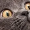 🤩