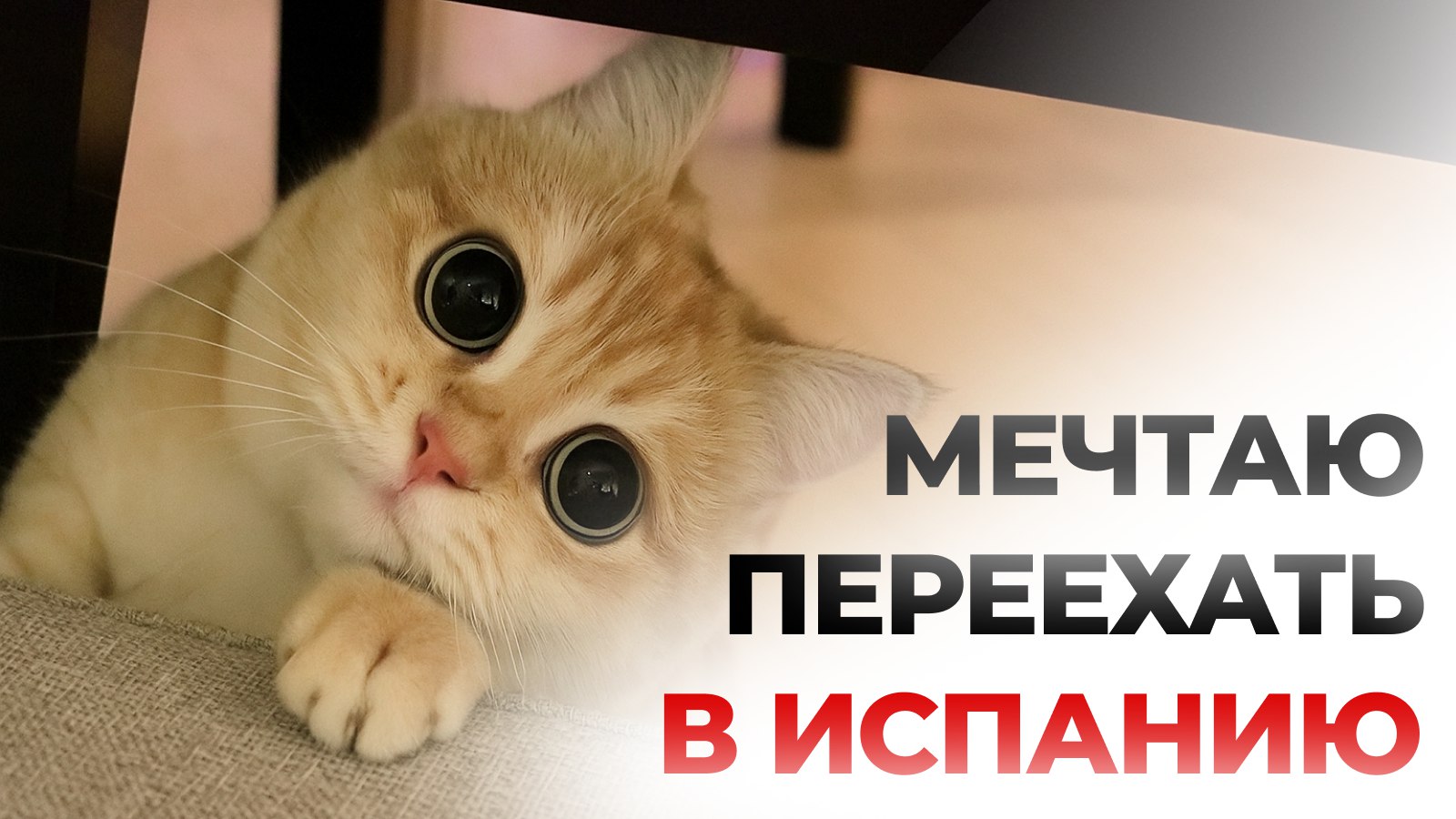 Всеволод Ефимов Relocant.es Nomad и стартап ВНЖ 🇪🇸